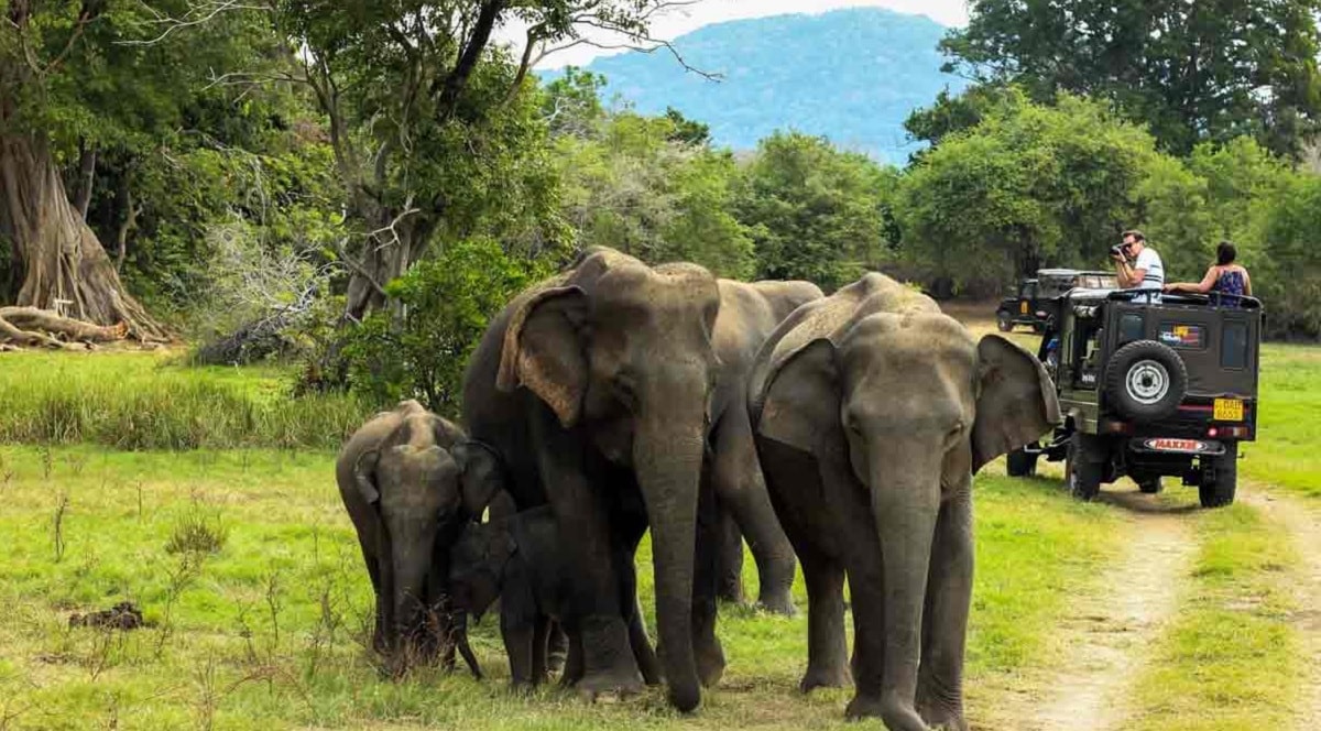Gavi Jungle Safari